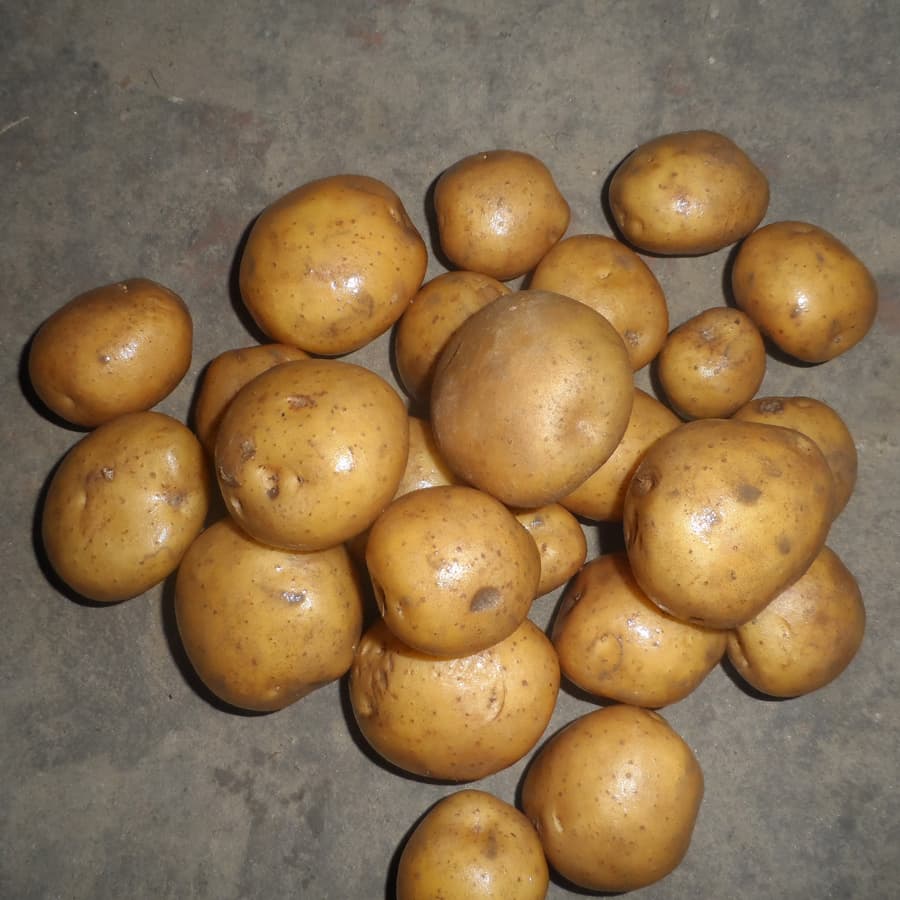 Diamond Fresh Potatoes-6